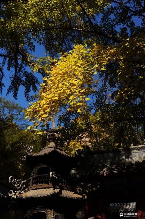 太清宮銀杏古樹披秋裝 一抹金黃惹人醉