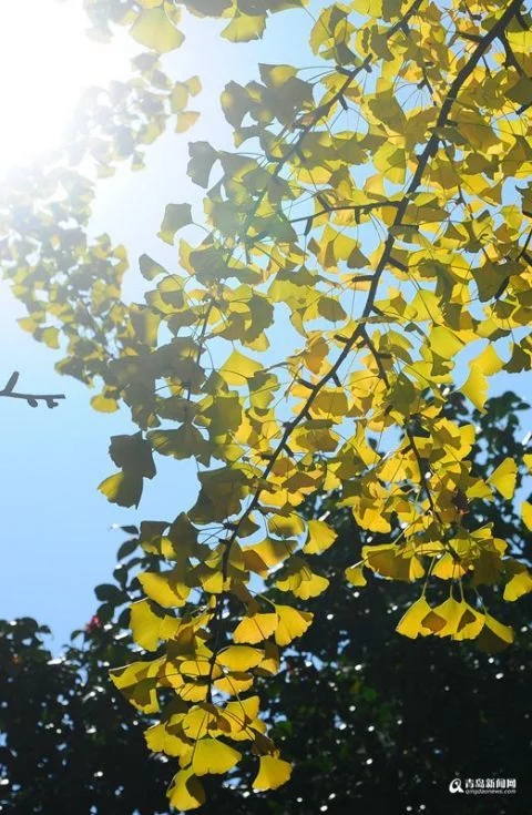 太清宮銀杏古樹披秋裝 一抹金黃惹人醉