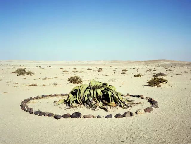 可能植物活得久了都會(huì)變得奇怪的樣子