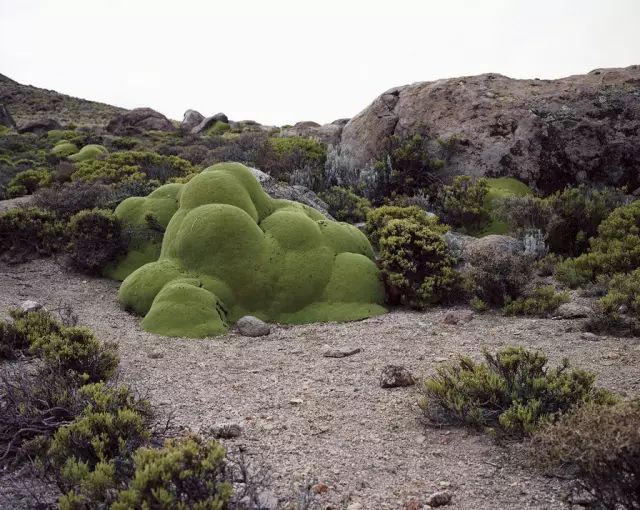可能植物活得久了都會(huì)變得奇怪的樣子