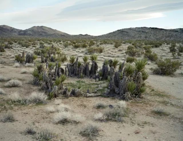 可能植物活得久了都會(huì)變得奇怪的樣子
