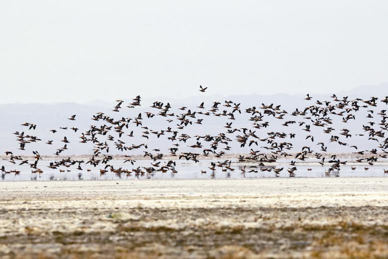 大批鳥類棲息巴里坤濕地
