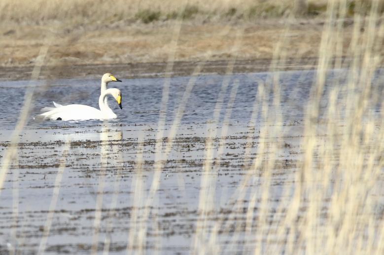 大批鳥類棲息巴里坤濕地
