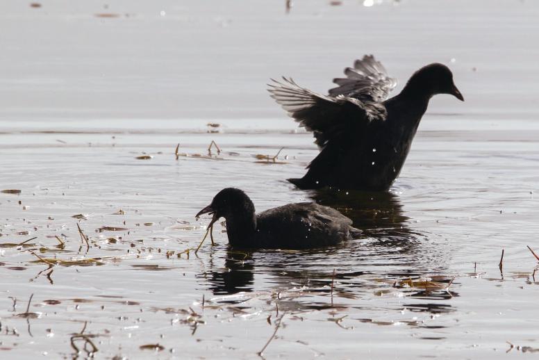 大批鳥類棲息巴里坤濕地