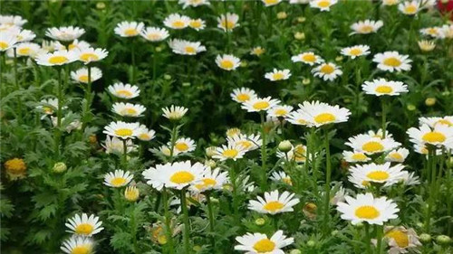 昆明隔壁的這個森林公園