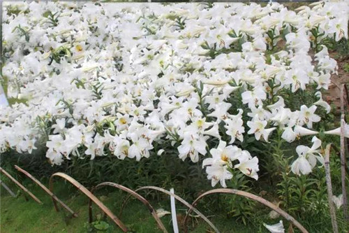 昆明隔壁的這個森林公園