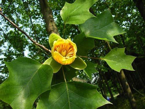 江西發(fā)現(xiàn)野生珍貴樹種鵝掌楸群落