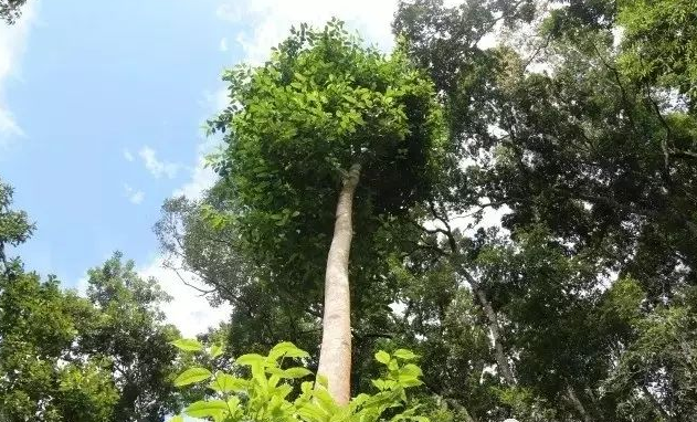 易武高桿古樹,普洱茶中的長勁鹿