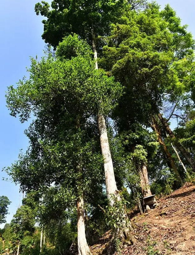 易武高桿古樹,普洱茶中的長勁鹿