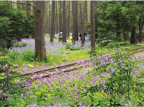 園冶杯專業(yè)獎(jiǎng)：青山區(qū)倒口湖公園景觀設(shè)計(jì)
