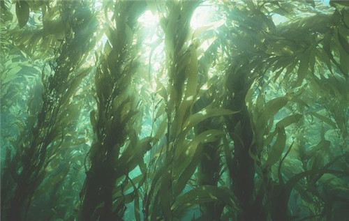 植物分類知多少