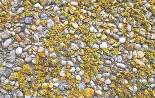 植物分類知多少