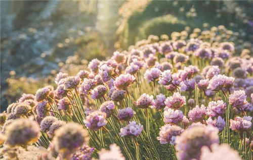 植物分類知多少