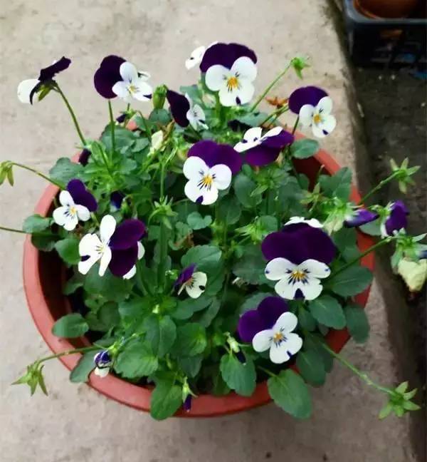 容易長滿整個花盆植物