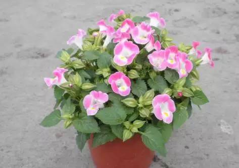 容易長滿整個花盆植物