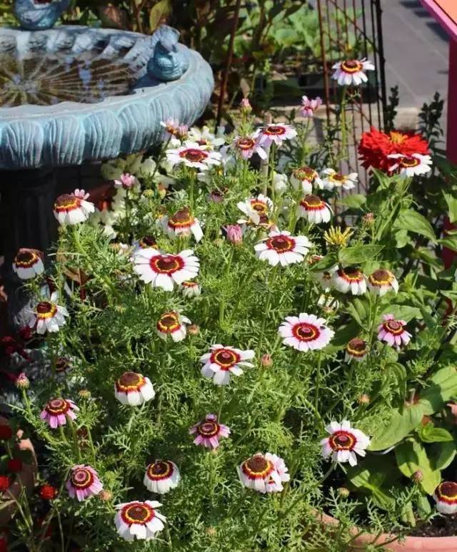 容易長滿整個花盆植物