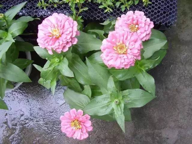 容易長滿整個花盆植物