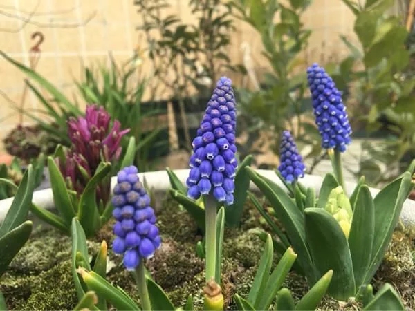 新型觀賞綠植花卉，漂亮得像假花