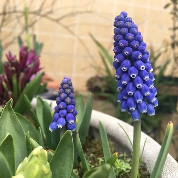 新型觀賞綠植花卉，漂亮得像假花