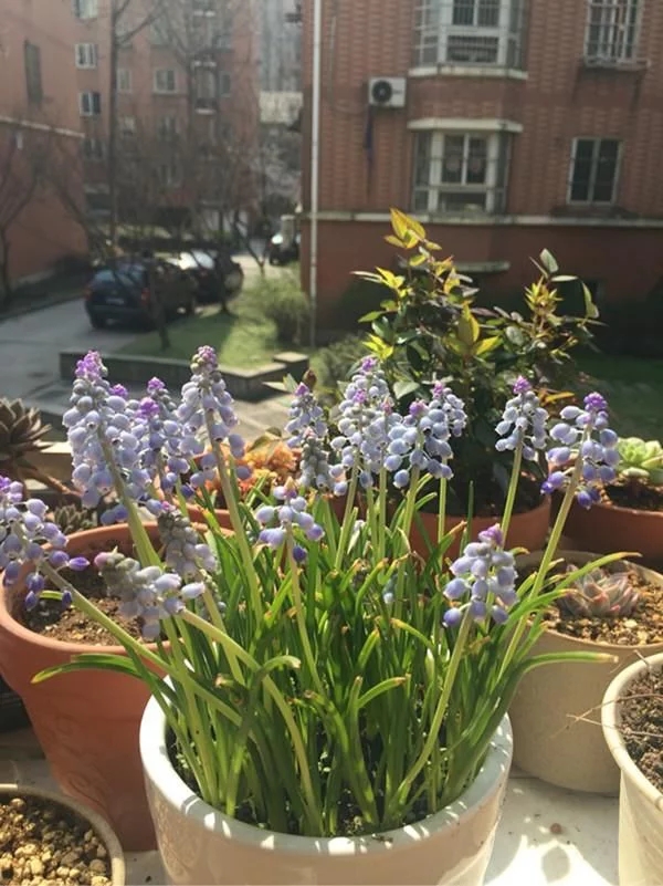 新型觀賞綠植花卉，漂亮得像假花