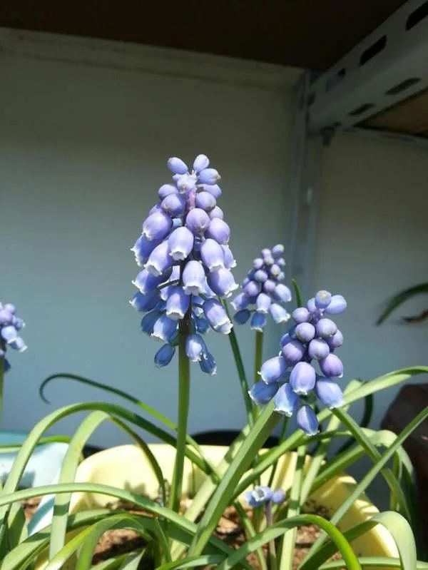 新型觀賞綠植花卉，漂亮得像假花