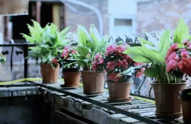 花藝師原來是這樣澆水的,怪不得養那么好!