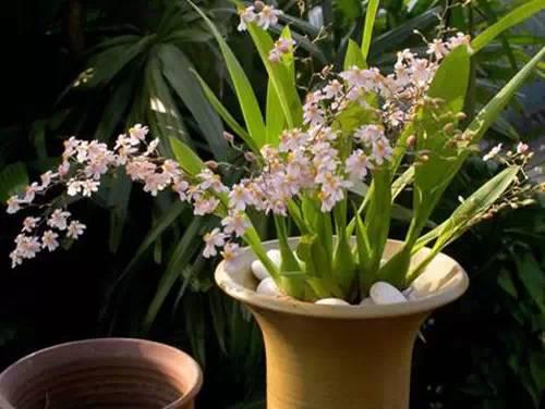 花藝師原來是這樣澆水的,怪不得養那么好!