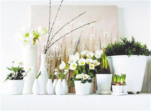 家居花藝風水你留意了嗎