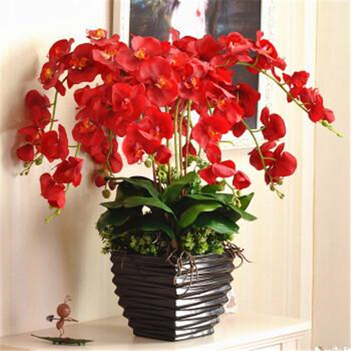 家居花藝風水你留意了嗎