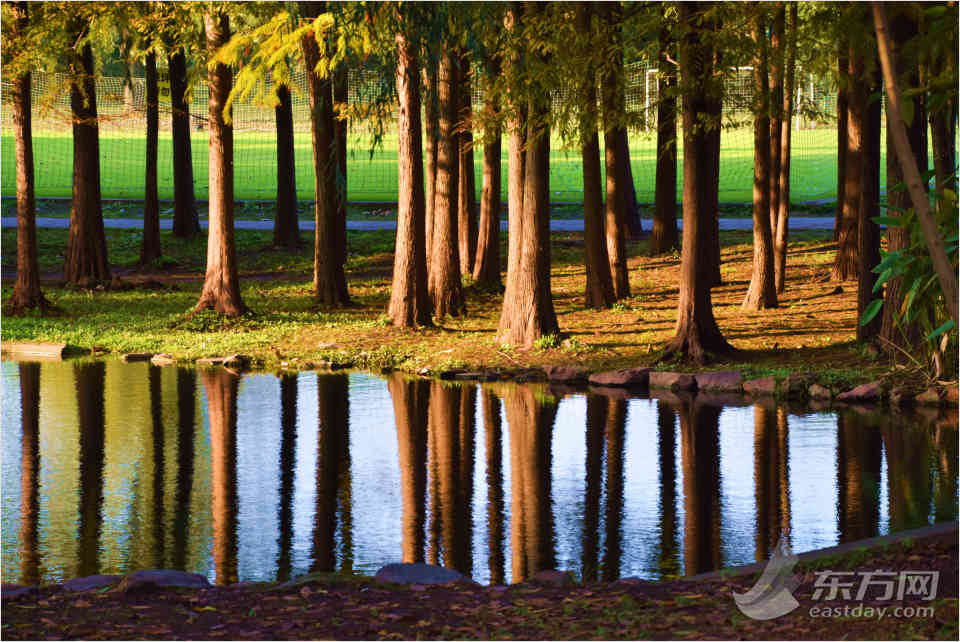 共青森林公園彩葉樹種進(jìn)入最佳賞葉期