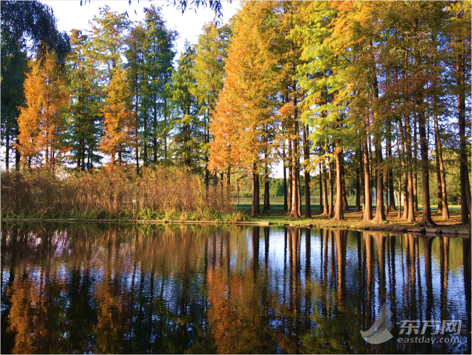 共青森林公園彩葉樹種進(jìn)入最佳賞葉期