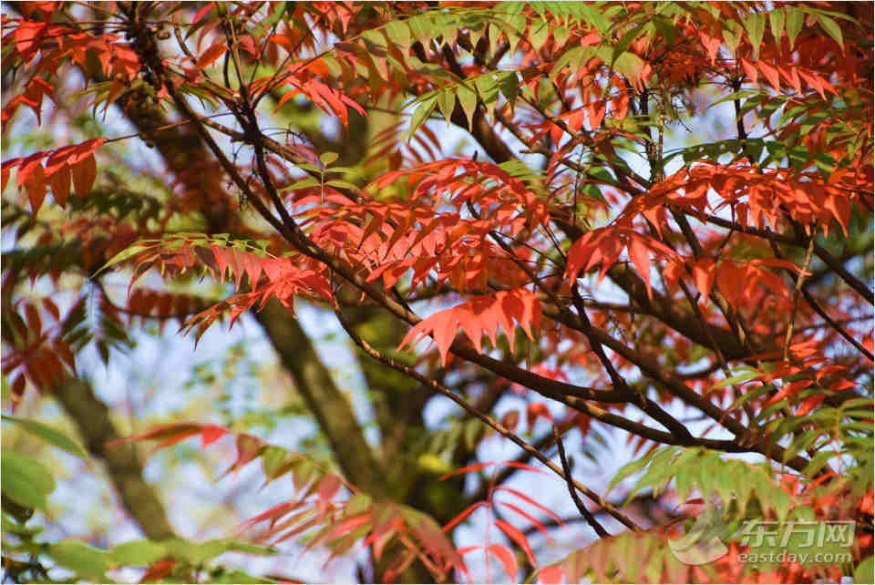 共青森林公園彩葉樹種進(jìn)入最佳賞葉期