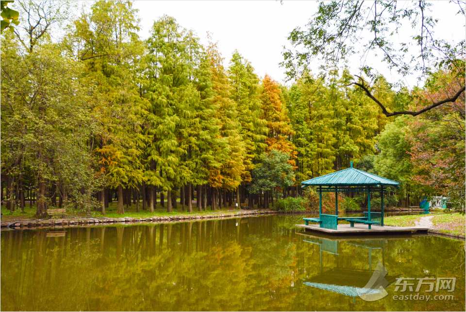 共青森林公園彩葉樹種進(jìn)入最佳賞葉期