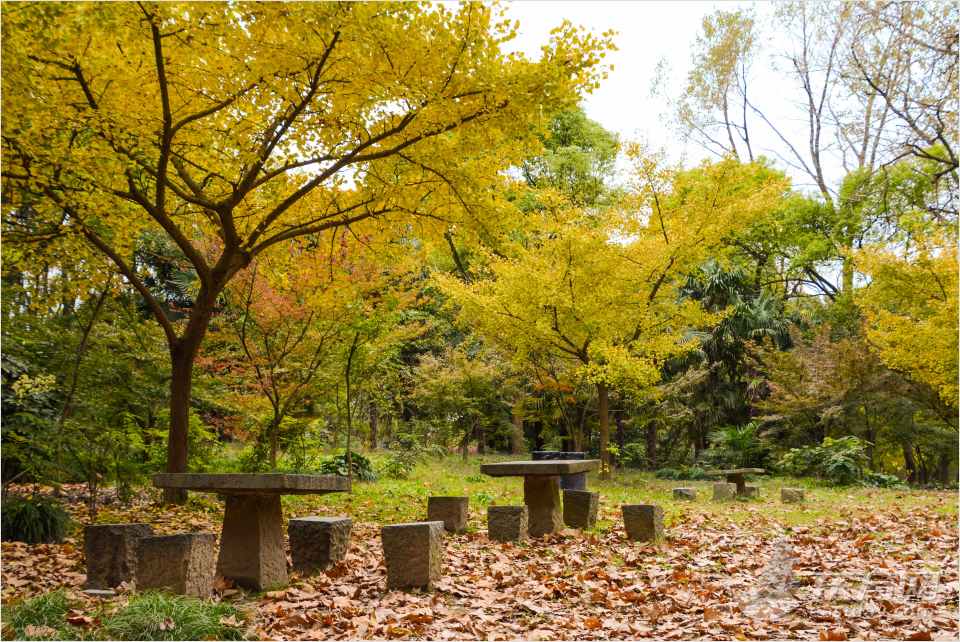 共青森林公園彩葉樹種進(jìn)入最佳賞葉期