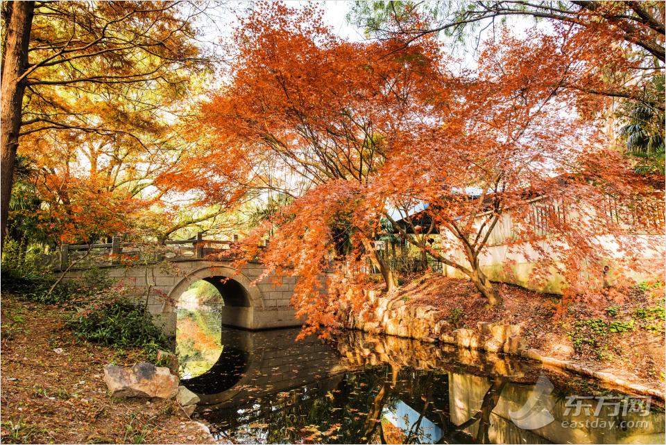 共青森林公園彩葉樹種進(jìn)入最佳賞葉期