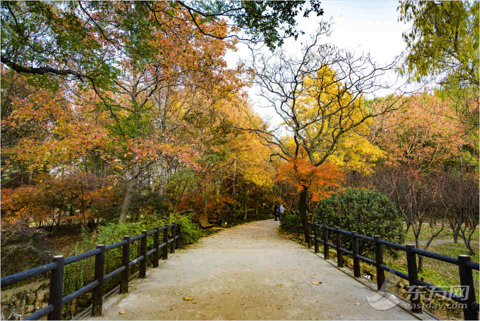 共青森林公園彩葉樹種進(jìn)入最佳賞葉期