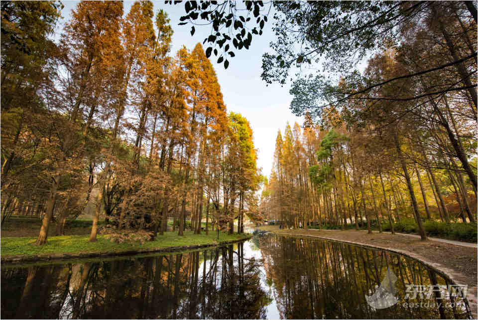 共青森林公園彩葉樹種進(jìn)入最佳賞葉期