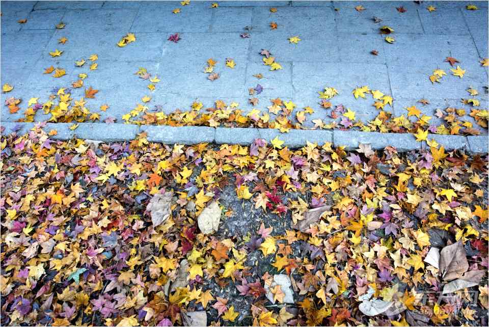 共青森林公園彩葉樹種進(jìn)入最佳賞葉期