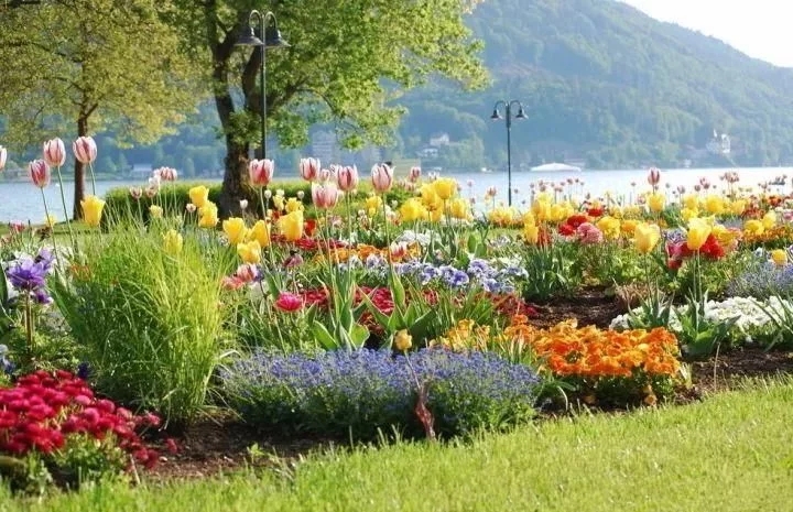 景觀植物——球根花卉種植搭配攻略