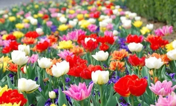 景觀植物——球根花卉種植搭配攻略