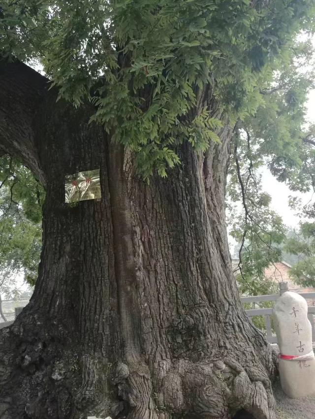 太行山壯觀的這些古樹