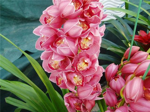 冬天養這六種超耐寒花卉盆栽