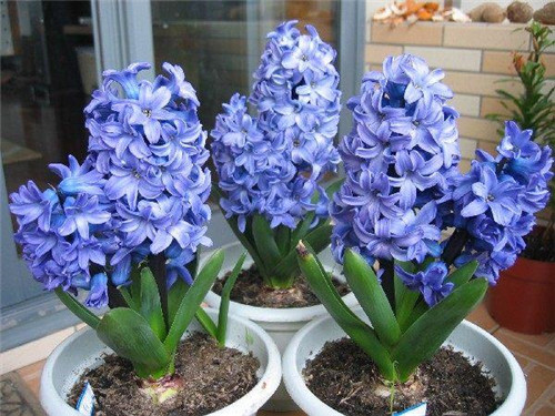 冬天養這六種超耐寒花卉盆栽