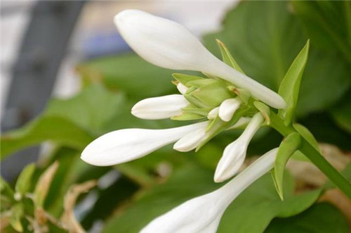 冬天養這六種超耐寒花卉盆栽