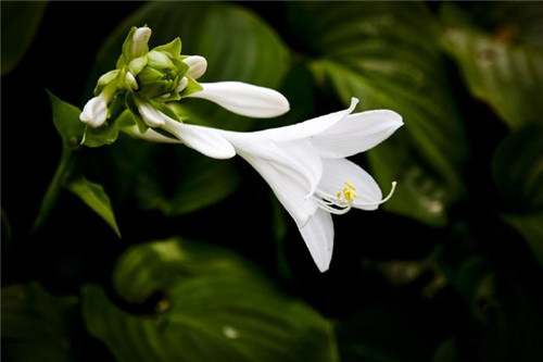 冬天養這六種超耐寒花卉盆栽