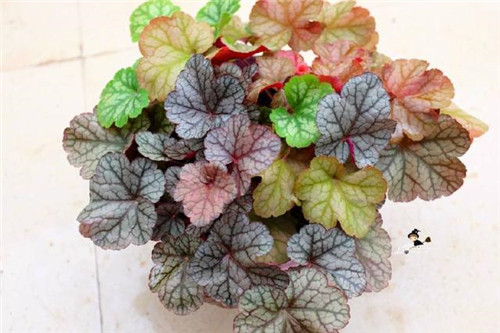 冬天養這六種超耐寒花卉盆栽