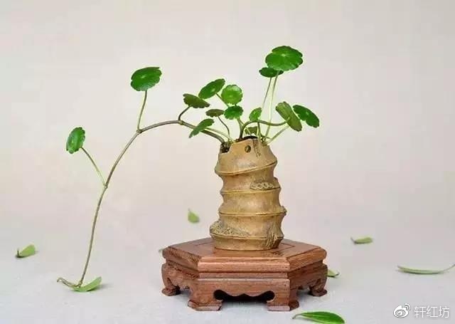 茶道，缺少插花不成雅致