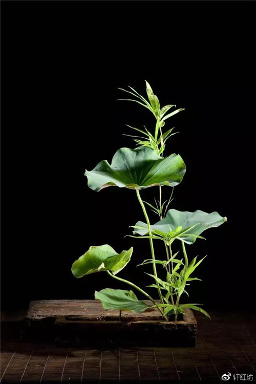 茶道，缺少插花不成雅致