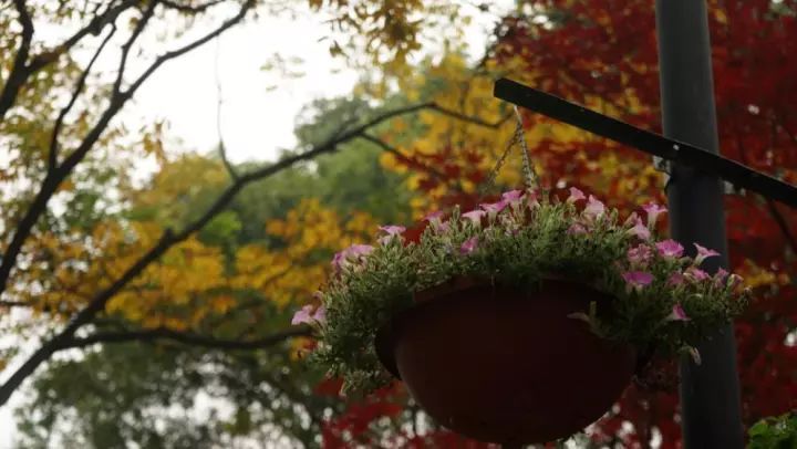 中科院植物學博士帶你認識瀕危植物