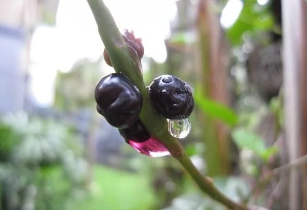 農村一種觀賞類植物，號稱“天然補鈣劑”